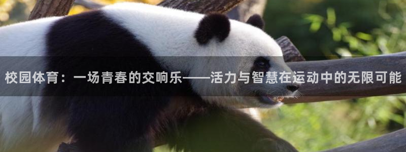 风速体育直播：校园体育：一场青春的交响乐——活力与智慧在运动中的无限可能